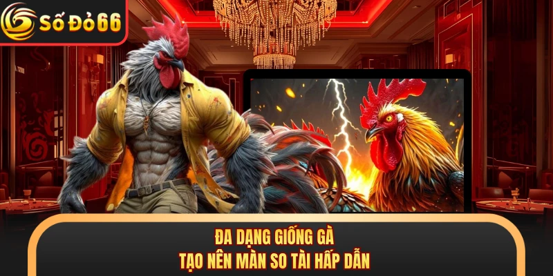 Đa dạng giống gà tạo nên màn so tài hấp dẫn
