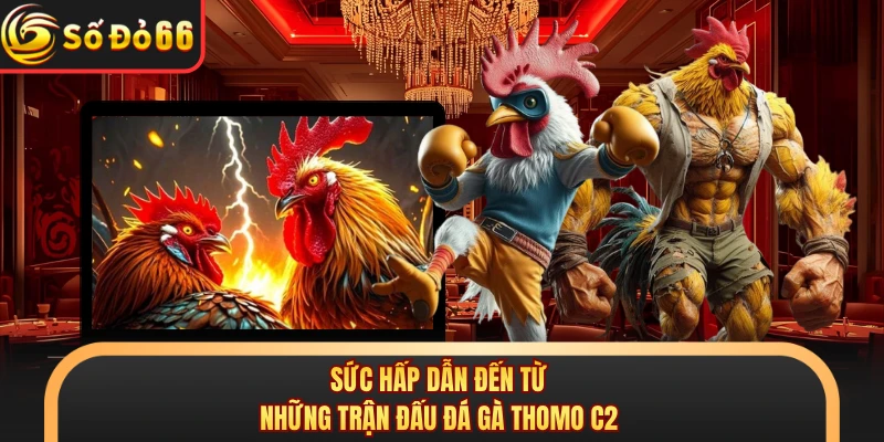Sức hấp dẫn đến từ những trận đấu đá gà Thomo C2
